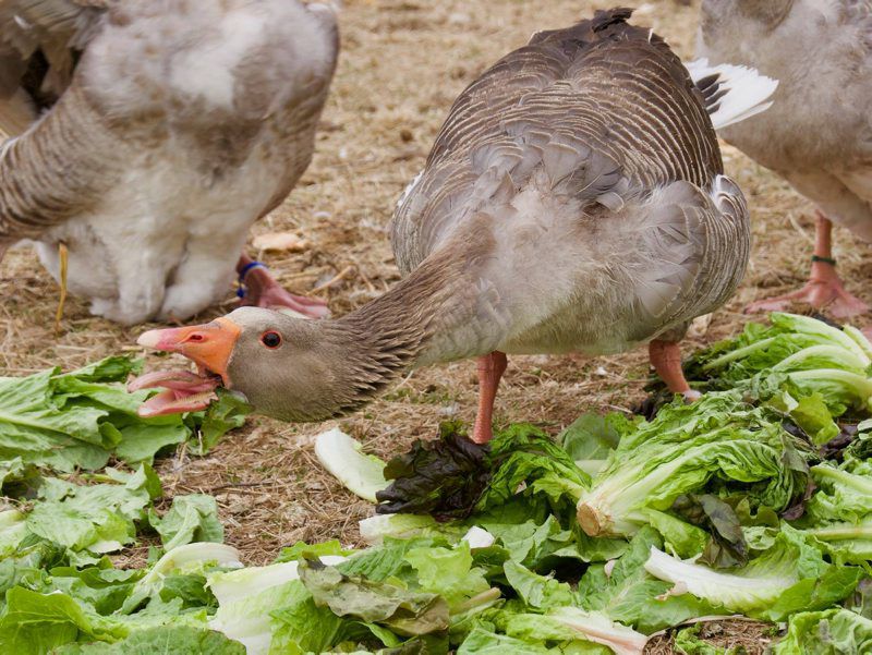 Sergeant-Ducks-4.jpg